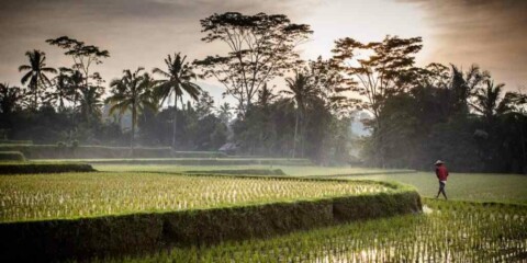 Ant Financial und Bayer Coop Science planen Blockchain für den Agrarmarkt