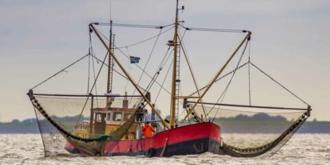 Walmart plant die Revolution in der Supply Chain für Garnelen