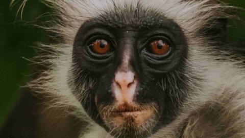 Affe Gesicht Verwirrt Verblüfft Erstaunt