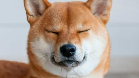Hund Shiba Inu Profil Glücklich